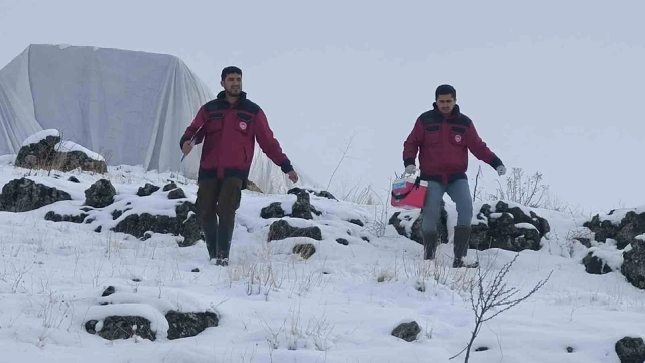 Çemişgezek’te veteriner hekimlerin şapla mücadelesi sürüyor
