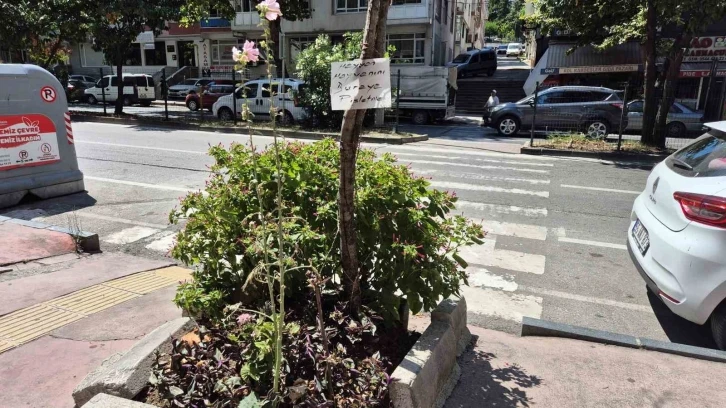 Çiçekleri evcil hayvanlardan korumak için ilginç yöntem
