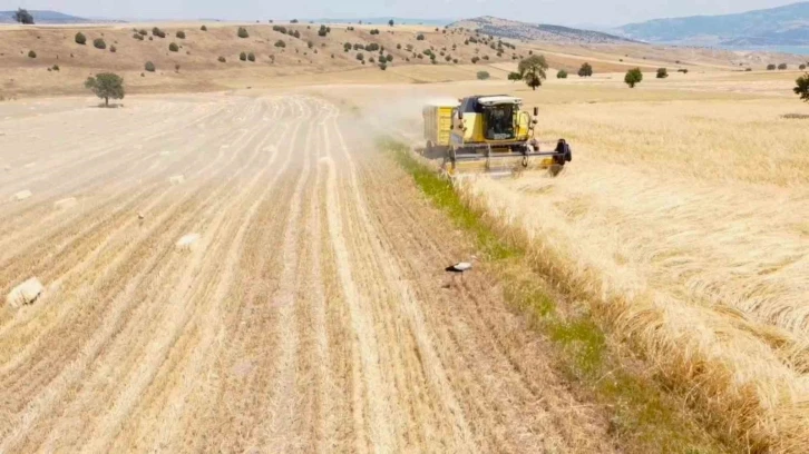 Çiftçi hasat derdinde leylekler ise rızıklarının peşinde
