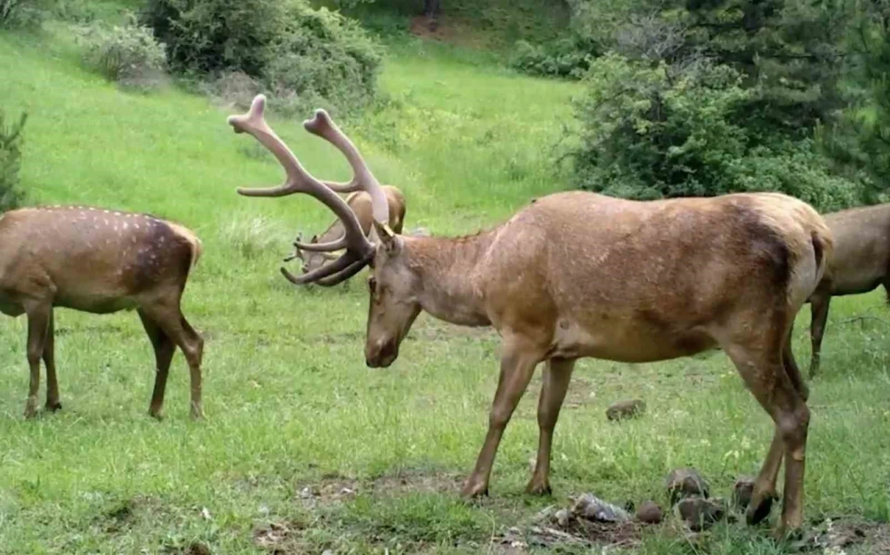 Çorum’daki yaban hayat fotokapana yansıdı
