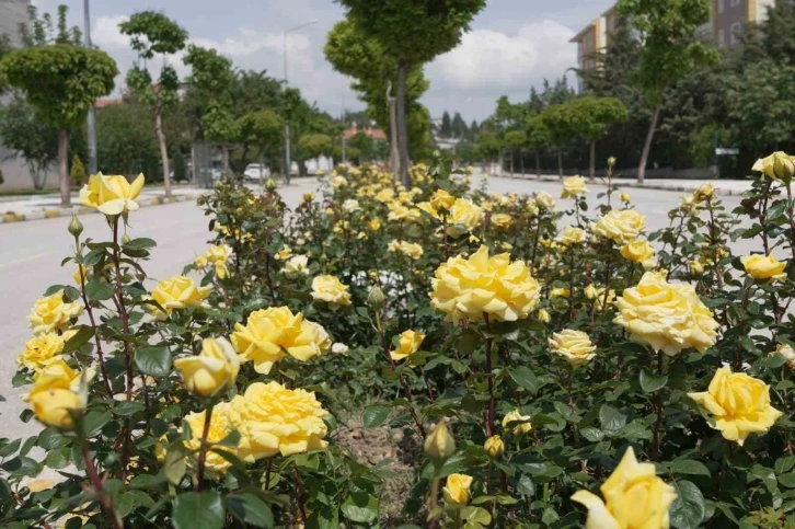 Çorum’u rengarenk güllerle donatıyorlar
