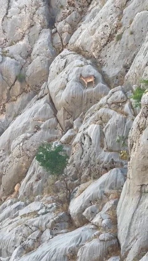 Dağ keçileri Sincik Boğazında görüntülendi
