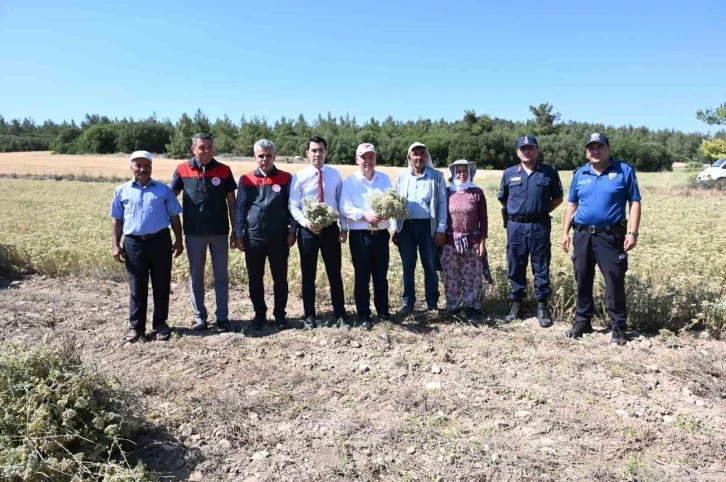 Denizli Kekiğinde hasat başladı
