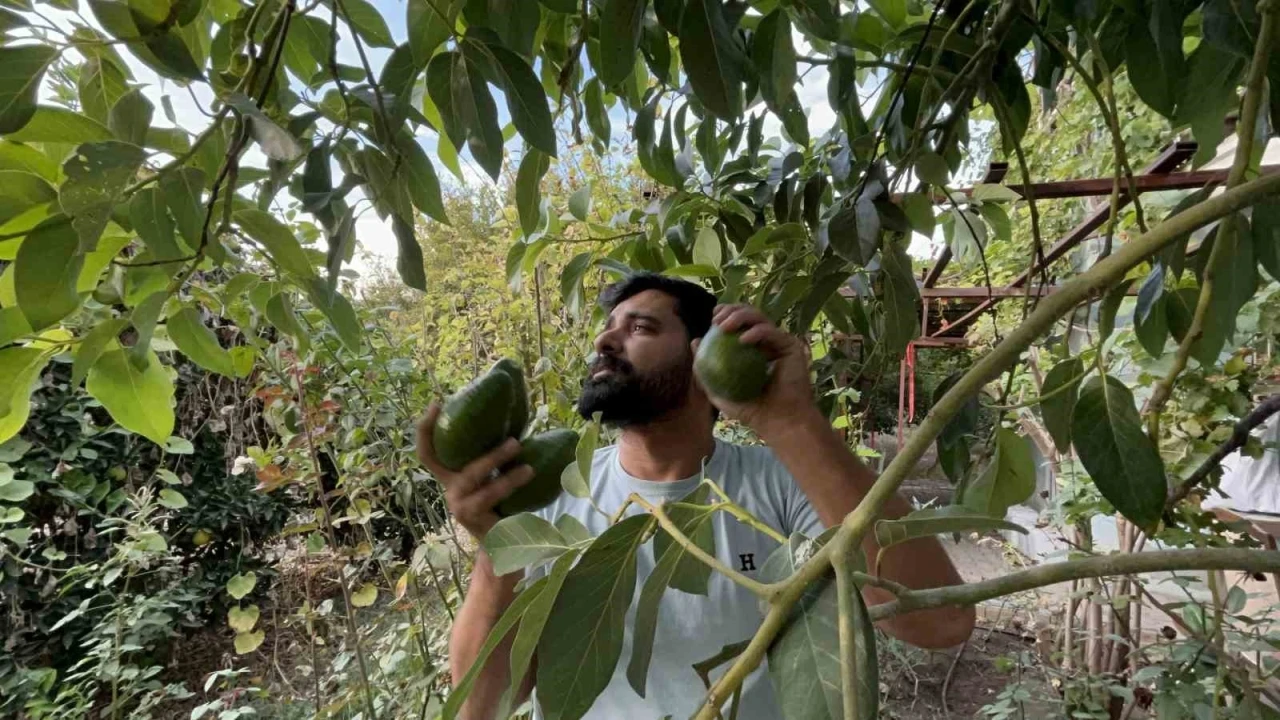 Deprem bölgesinde bereketli hasat: Avokado tarlada tanesi 20 TL’den alıcı buluyor
