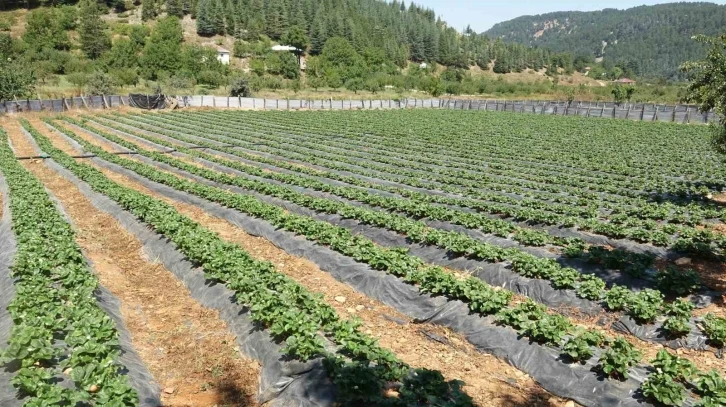 Depremzede kadınlar devlet desteğiyle çilek bahçesi kurdu
