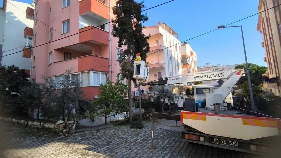 Didim Belediyesi ağaçların kış bakımlarını sürdürüyor
