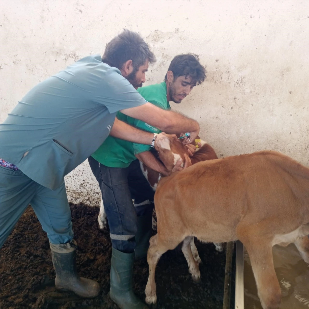 Didim Tarım ve Orman Müdürlüğü’nün aşılama çalışmaları sürüyor
