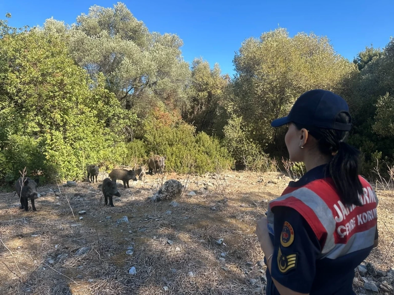 Dilek Yarımadası’nda jandarma denetimi
