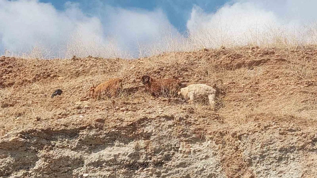 Diyarbakır’da 3 keçi 2 gündür mahsur kaldıkları yerden kurtarıldı
