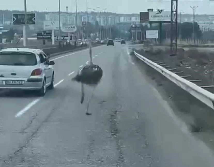 Diyarbakır’da trafikte deve kuşu şaşkınlığı
