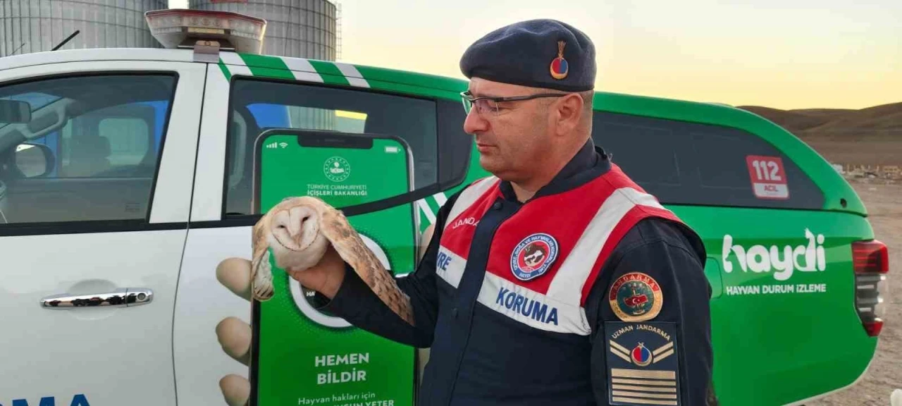 Doğada bulunan peçeli baykuşun tedavisi yapılacak
