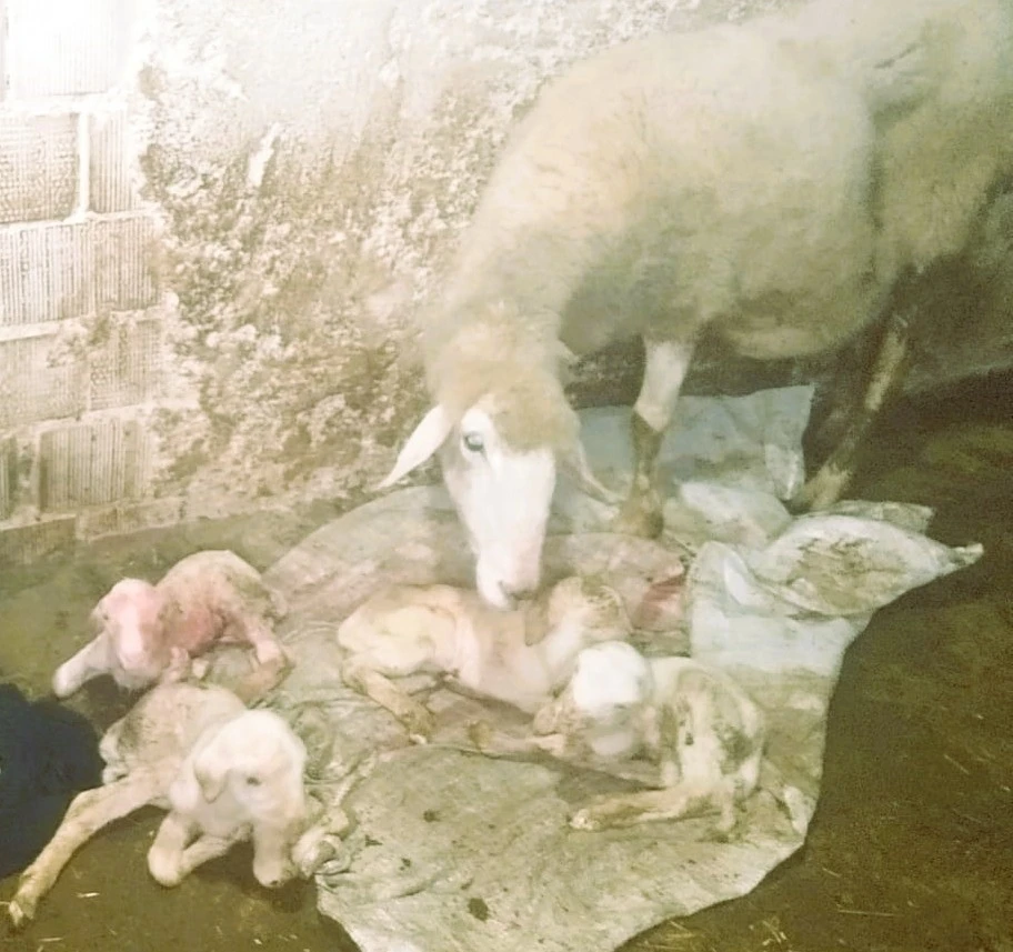 Dördüz doğuran koyun sahibini sevindirdi
