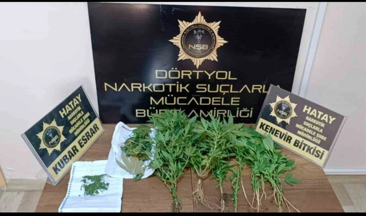 Dörtyol’da hint keneviri operasyonu
