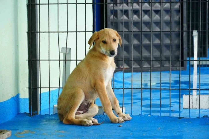 Düzce Belediyesi kedi-köpek sahiplendirme platformu kuruldu
