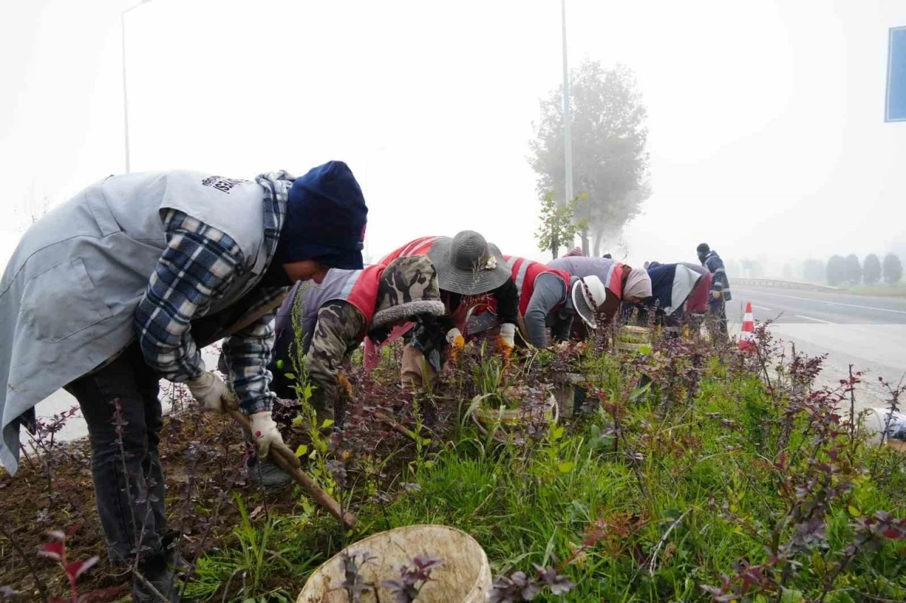 Düzce’de 851 ağaç, 382 bin mevsimlik çiçek dikildi
