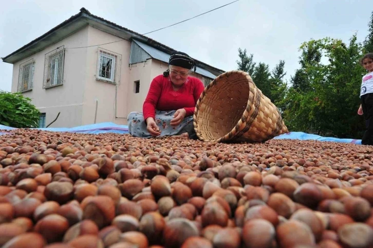 Düzce’de yılın ilk yarısında 6 bin 40 ton fındık ihraç edildi
