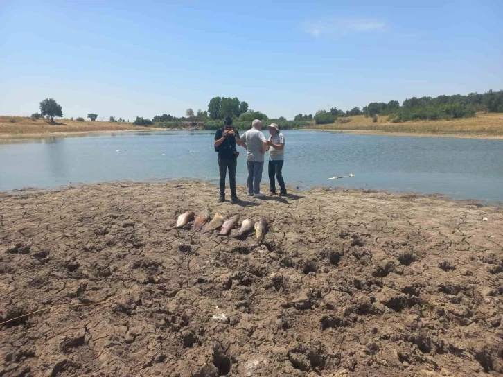 Edirne’de toplu balık ölümleri ile ilgili soruşturma başlatıldı
