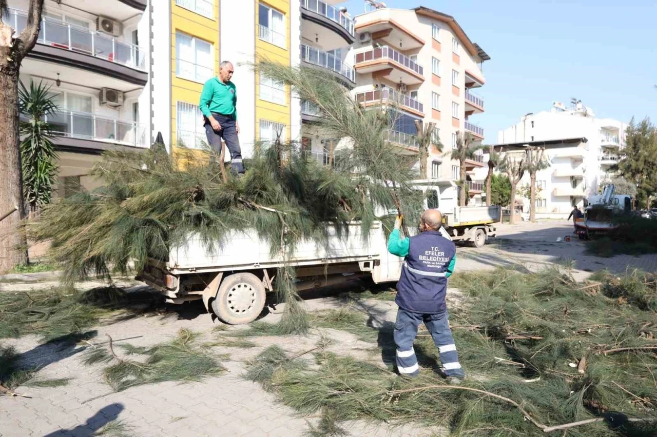 Efeler Belediyesi ağaç budama ve bakım çalışmalarını sürdürüyor
