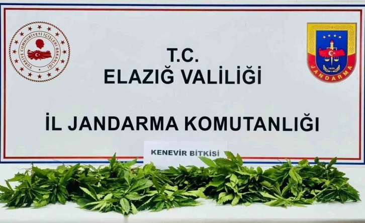 Elazığ’da 158 kök kenevir ele geçirildi
