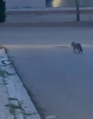 Elazığ’da aç kalan tilki yiyecek bulmak için şehre indi
