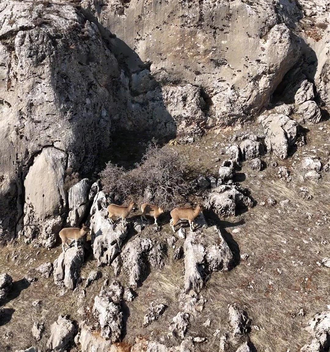 Elazığ’da dağ keçileri havadan görüntülendi
