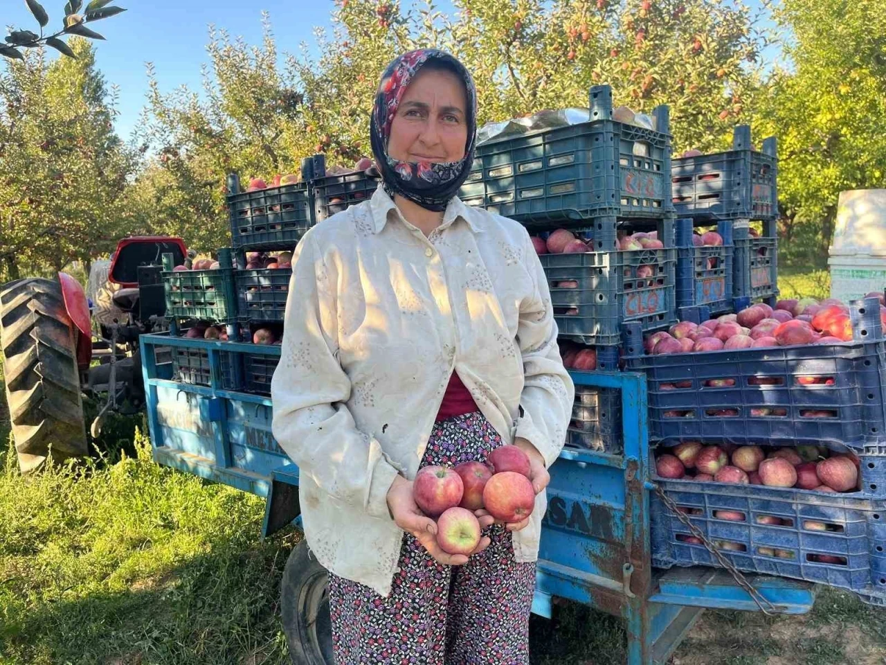 Elma verimi üreticinin yüzünü güldürdü
