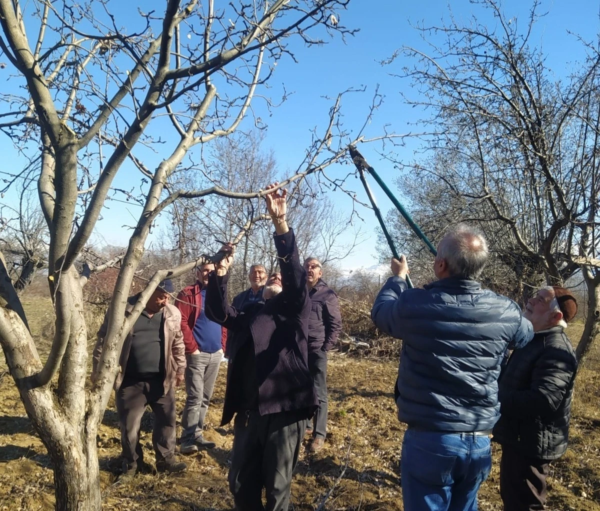 Erzincan çiftçisine ‘budama’ uyarısı
