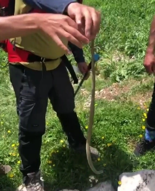 Erzincan’da sıcak havalar yılan görülme vakalarını artırdı
