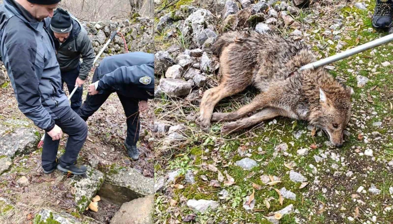 Erzincan’da yaralı kurt kurtarıldı
