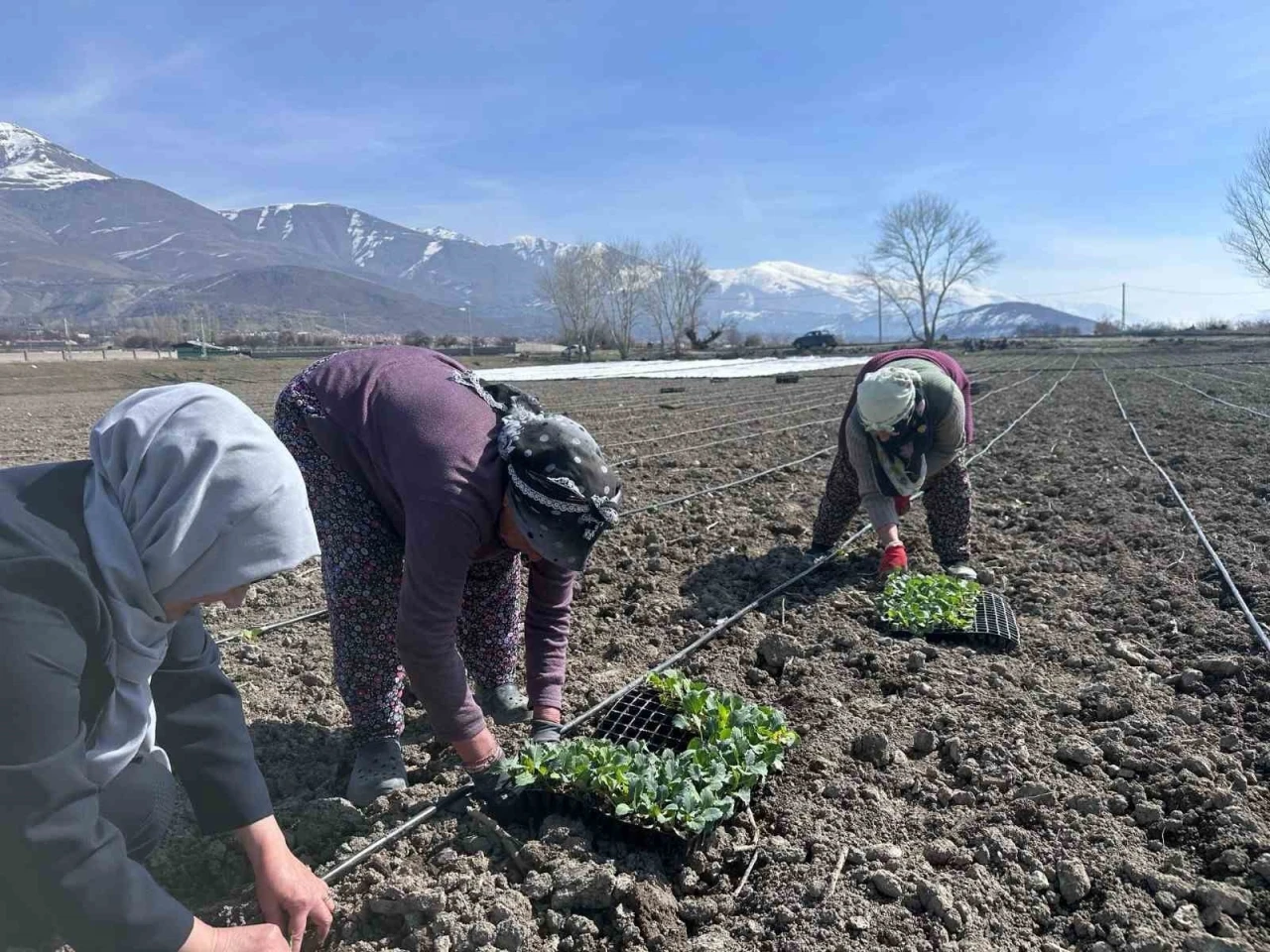 Erzincan’ın yerli ürününde ilk fideler toprakla buluştu
