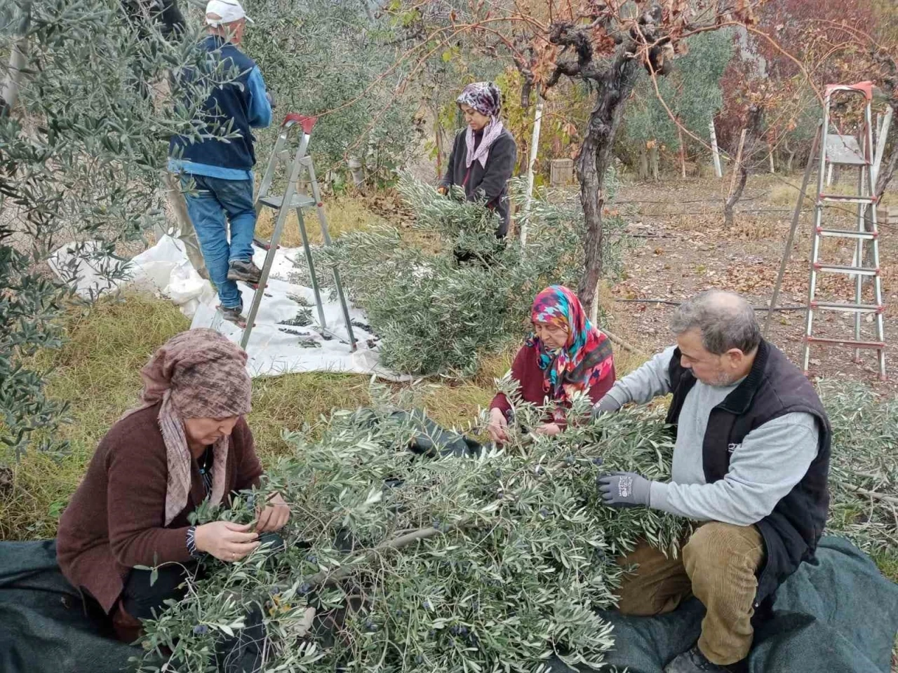 Eskişehir’de çiftçiler dönümden 2 ton zeytin aldı, yüzleri güldü
