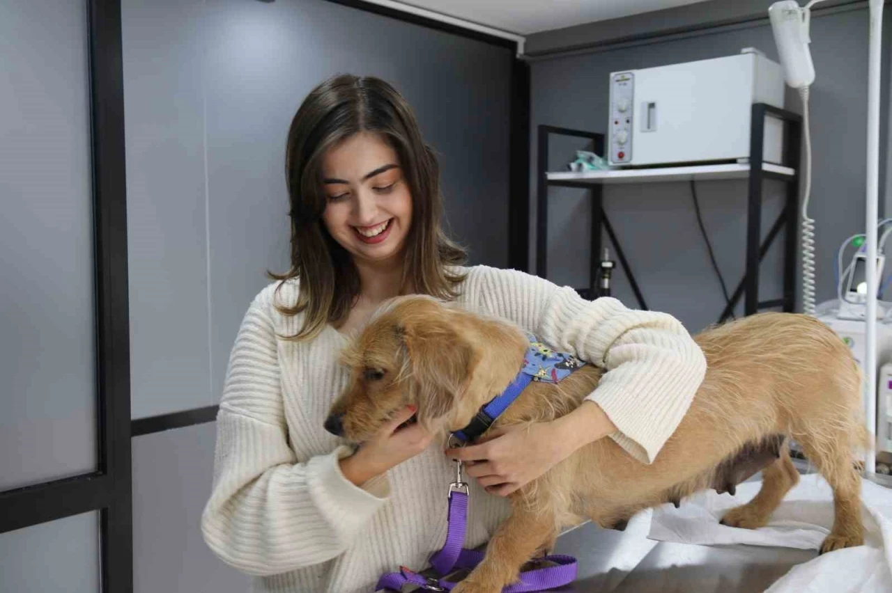 Eskişehir’de vurulan 12 yerinden yaralanan köpek hayvan severler tarafından tedavi ettirildi
