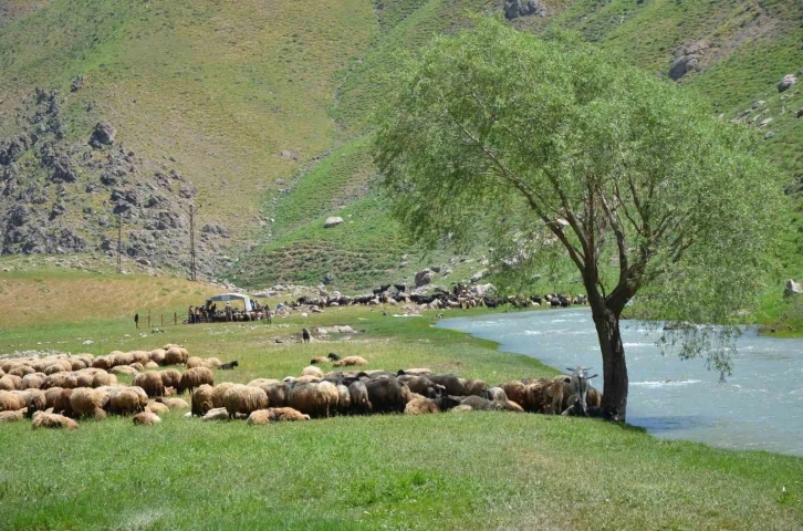 Faraşin Yaylasına ulaşan göçerler, ilk süt sağımını yaptı
