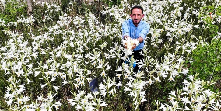 Faydaları saymakla bitmiyor, fiyatıyla dudak uçuklatıyor
