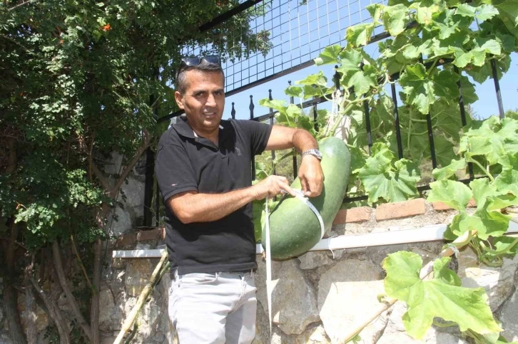 Fethiye Huzurevi Sakininden Dev Çin Salatalığı