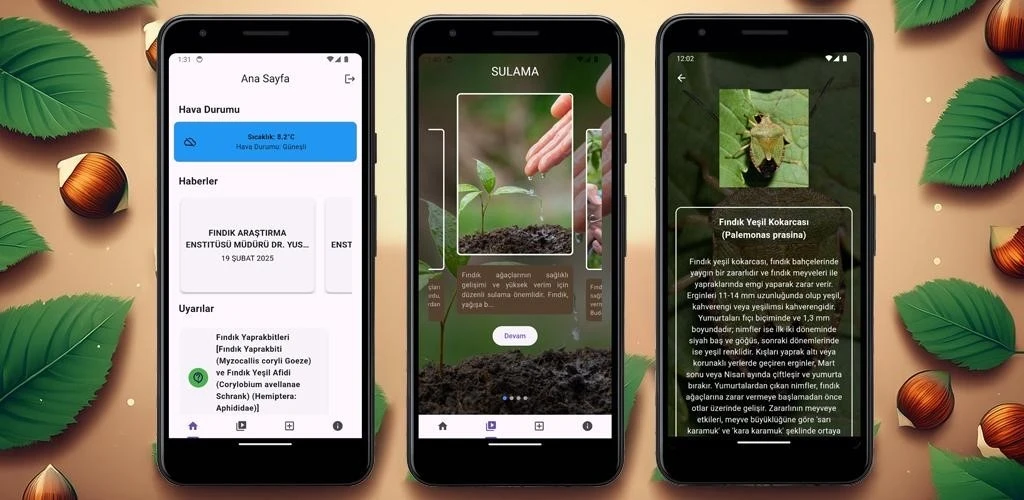Fındık üreticilerine yapay zeka destekli mobil uygulama
