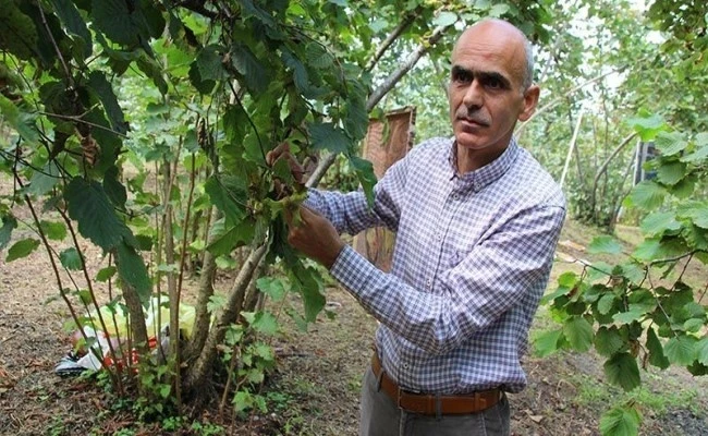 Fındıkta bir rekolte tahmini de Giresun Ziraat Odası’ndan
