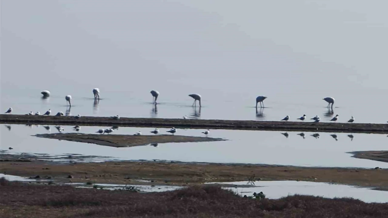 Flamingolar göç yolunda İznik Gölü’nde mola verdi
