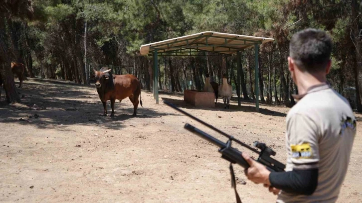 Gaziantep’te kurban yakalama timi bayrama hazırlanıyor
