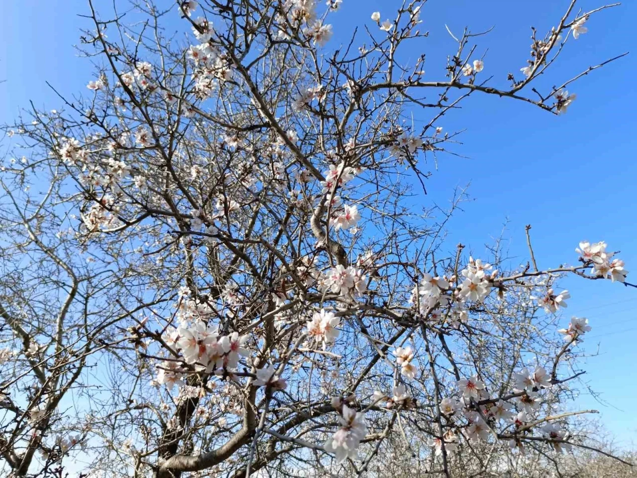 Gazipaşa’da badem ağaçları &quot;yalancı bahar&quot;a aldandı
