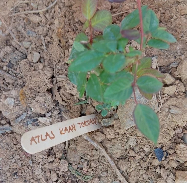 Gazipaşa’da, Bolu’daki otel yangınında ölen 36 çocuk anısına gül dikildi
