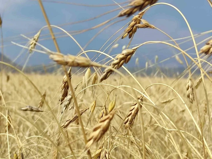 Genetiği bozulmamış 13 bin yıllık kavılca buğdayında hasat dönemi
