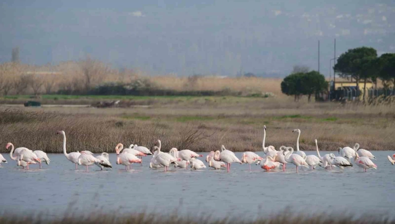 Gökçeada’da flamingoların ’kur’ ve ’beslenme’ dansı hayran bıraktı
