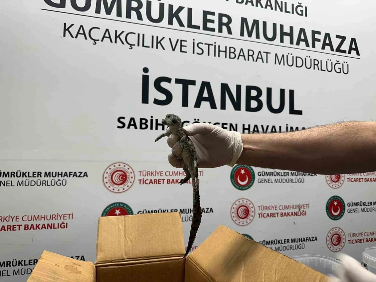 Gümrük Muhafaza ekipleri canlı hayvan kaçakçılığına engel oldu
