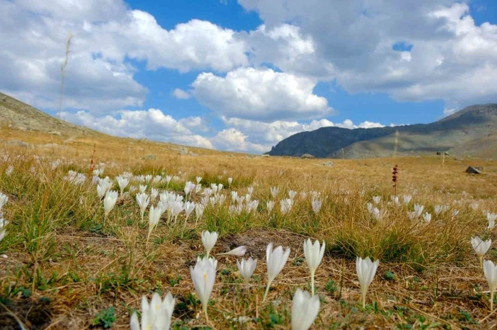 Gümüşhane dağlarında kışın habercisi "vargit" çiçekleri açtı
