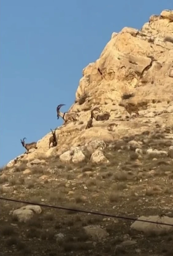 Hasankeyf’te dağ keçileri görüntülendi
