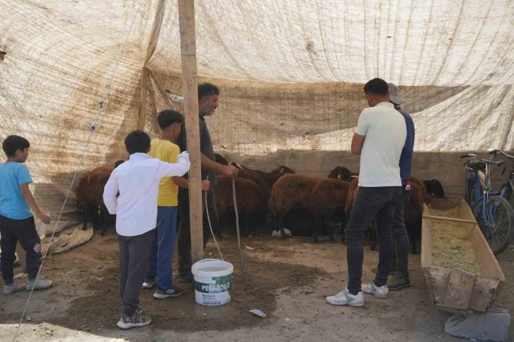 Hayvan pazarı çarşıya taşındı: Sıkı pazarlıklar başladı
