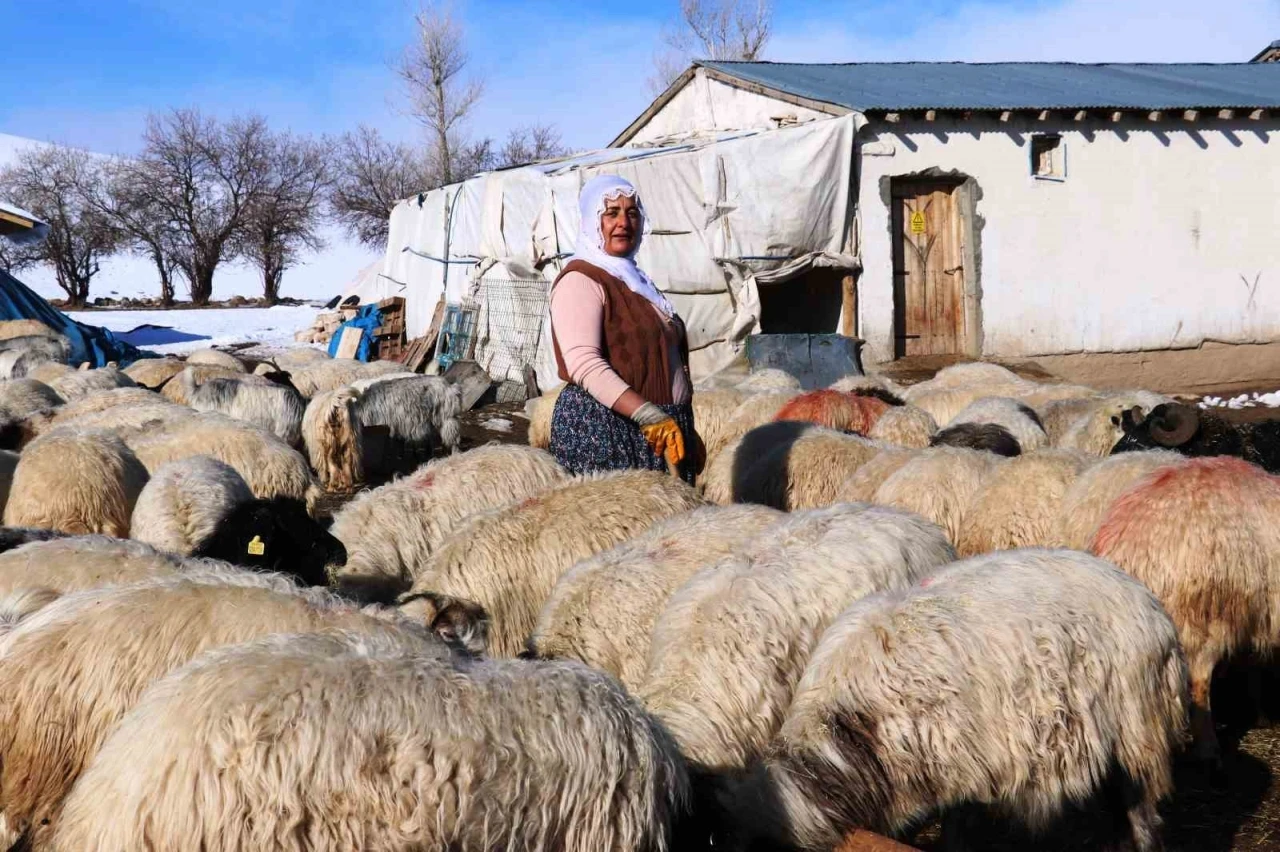 Hayvancılığa kadın eli değdi
