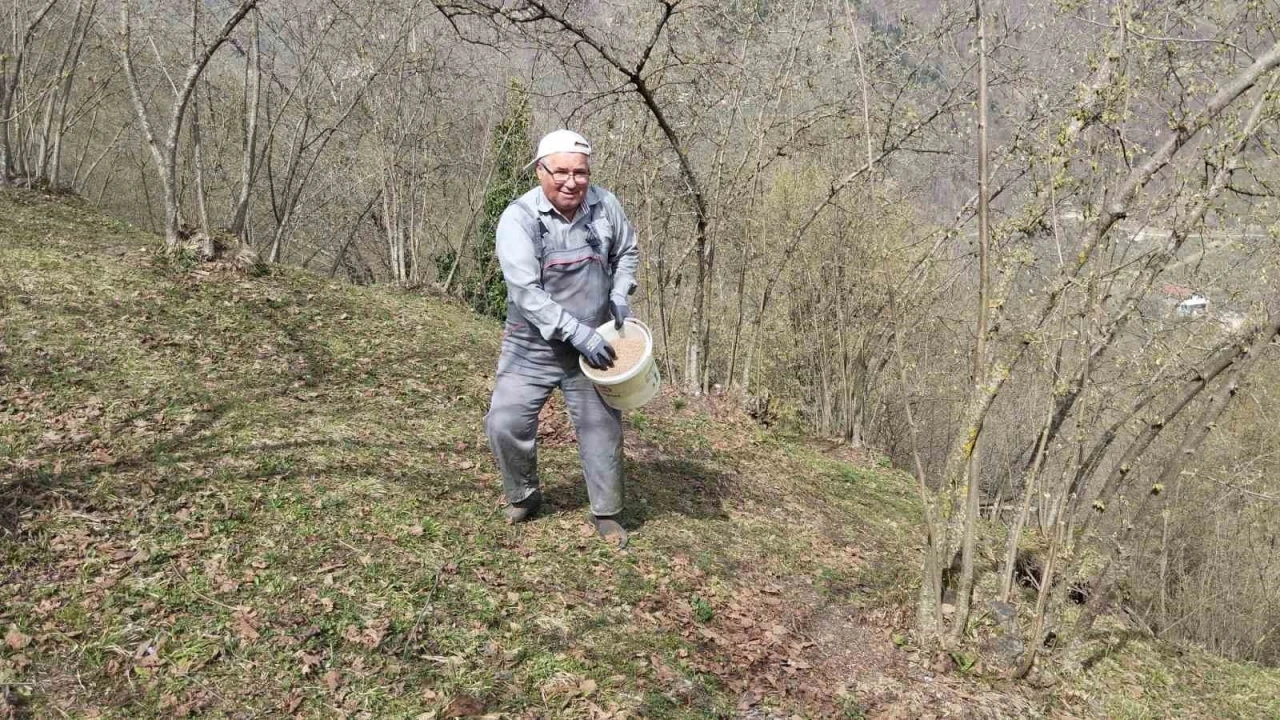 Hendek’te fındık üreticileri mesailerine başladı
