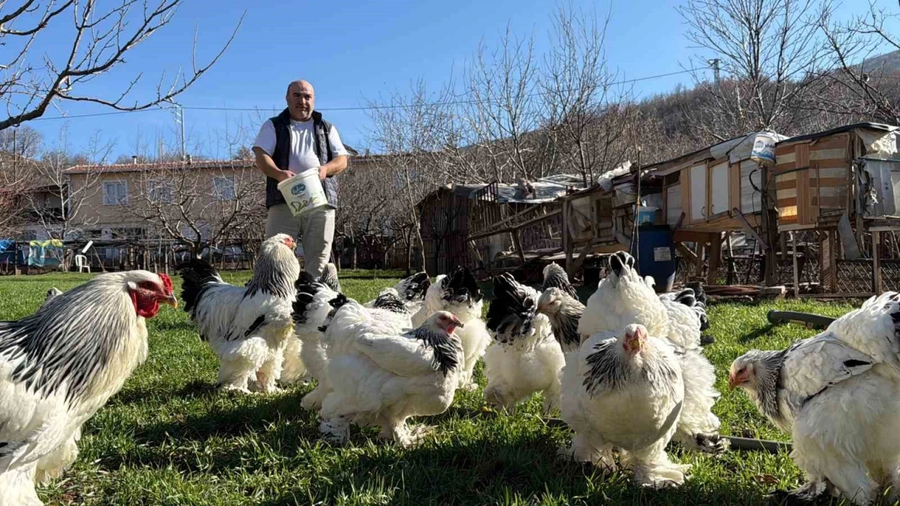 Hobisini tutkuya çevirerek evinin bahçesini tavuk çiftliğine dönüştürdü
